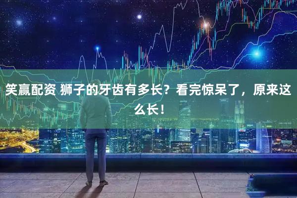笑赢配资 狮子的牙齿有多长？看完惊呆了，原来这么长！